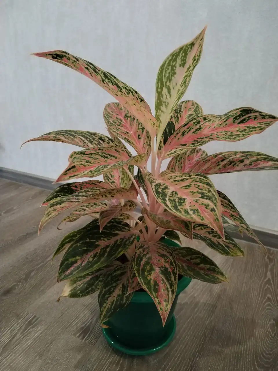 Аглаонема - Комнатные растения (Хобби и отдых) в Новосибирск