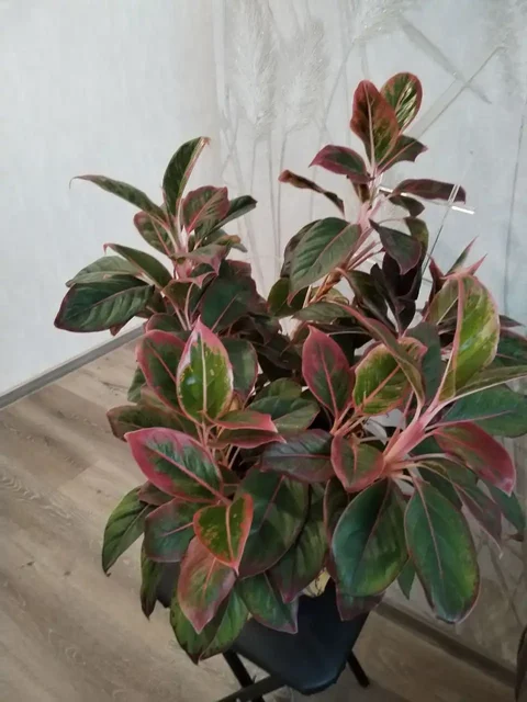 Аглаонема - Коллекционирование в Новосибирск