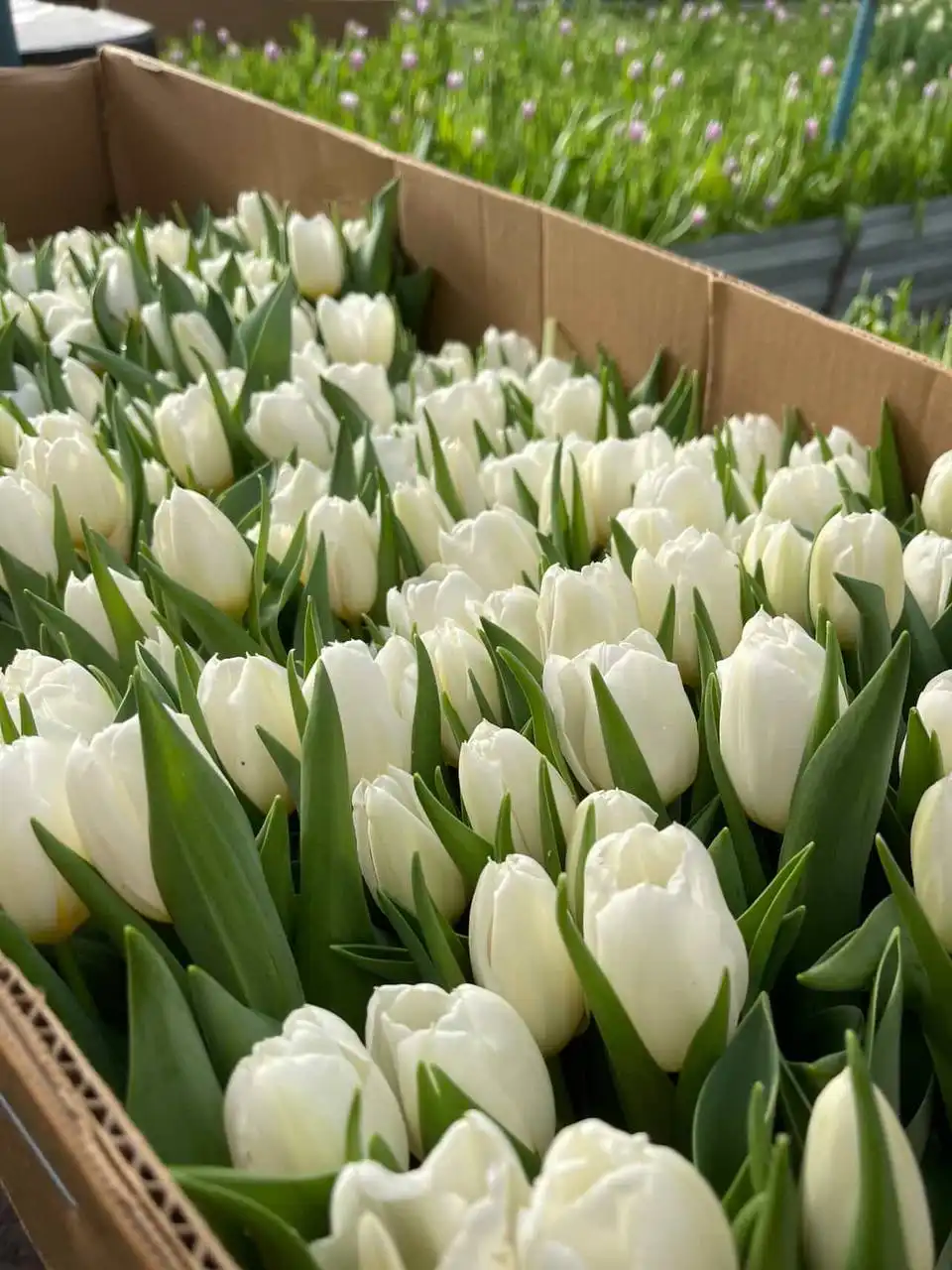 Свежие тюльпаны к 14 февраля и 8 марта в Новосибирске - Цветы (Хобби и отдых) в Новосибирск