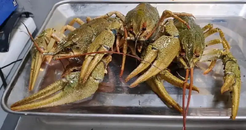 Продажа свежих морепродуктов в Новосибирске - Продукты питания (Барахолка) в Новосибирск