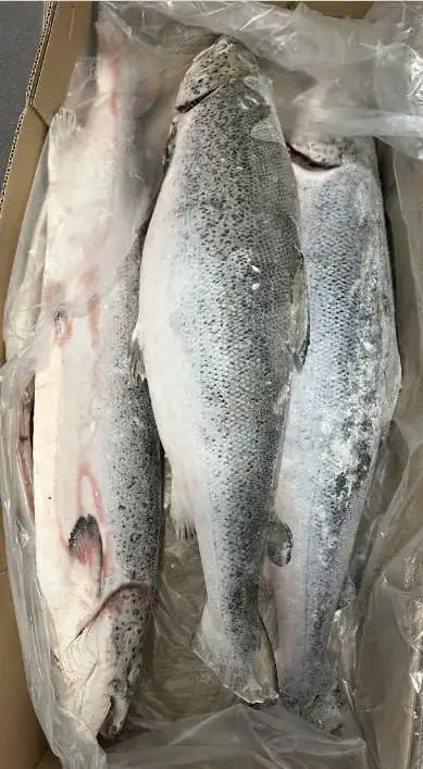 Продажа свежих морепродуктов в Новосибирске - Продукты питания (Барахолка) в Новосибирск