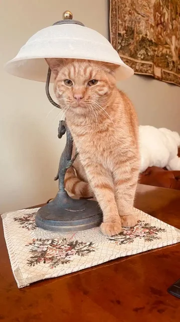 Красивейший кот Лёва - Животные в Москва