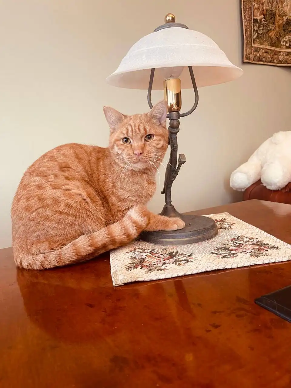 Красивейший кот Лёва