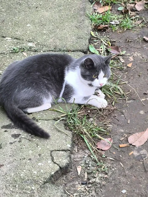 Котик ищет дом - Животные в Москва