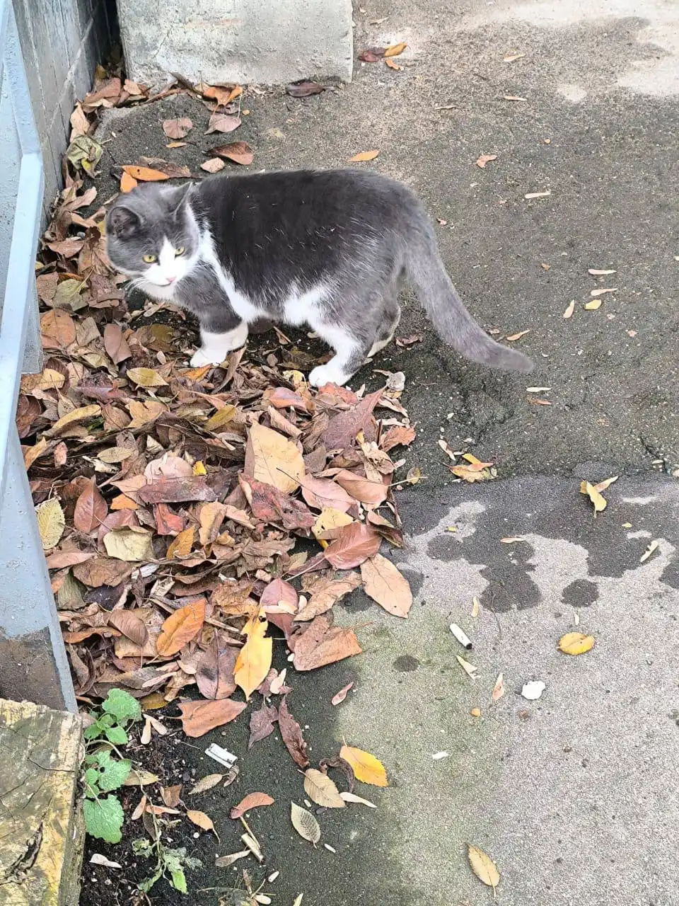 Котик ищет дом