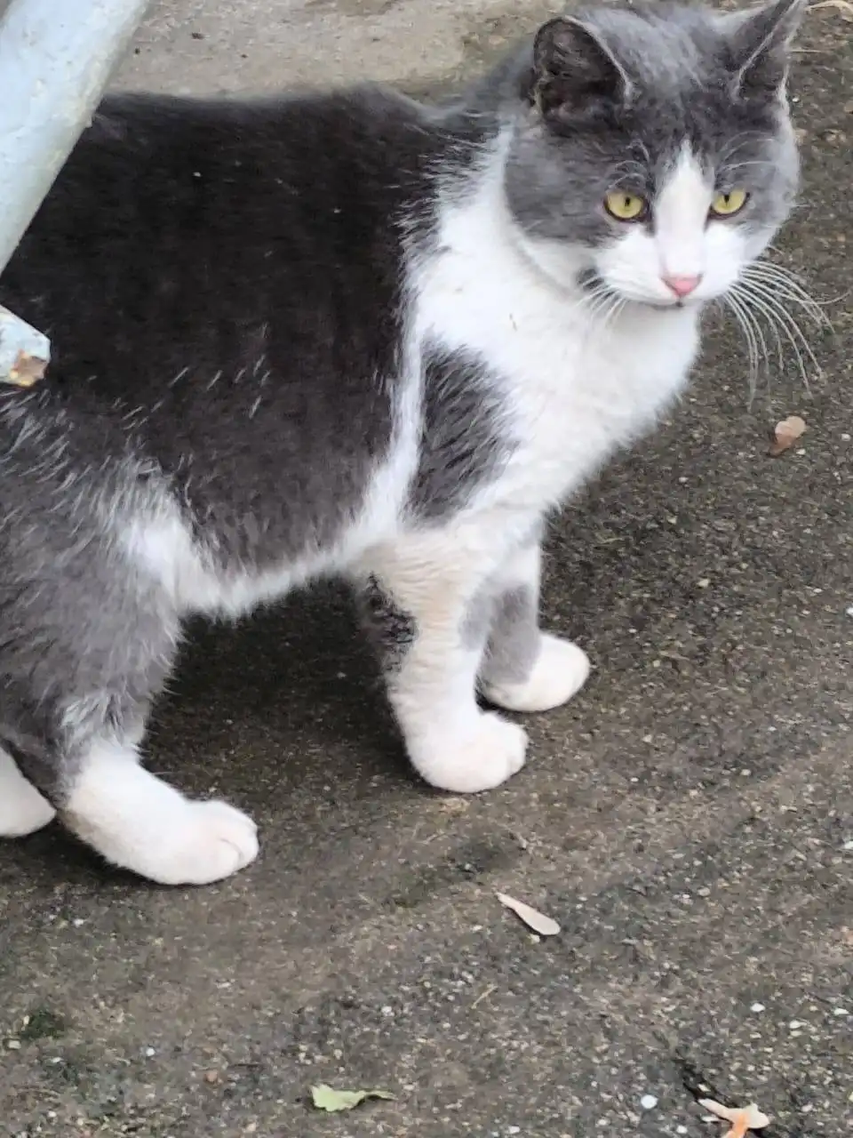 Котик ищет дом