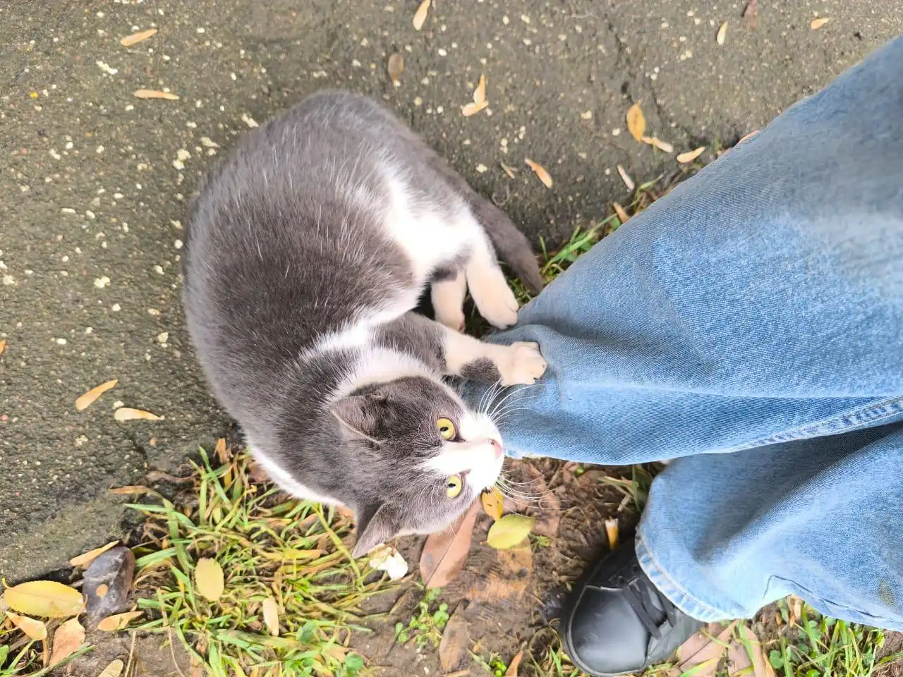 Котик ищет дом