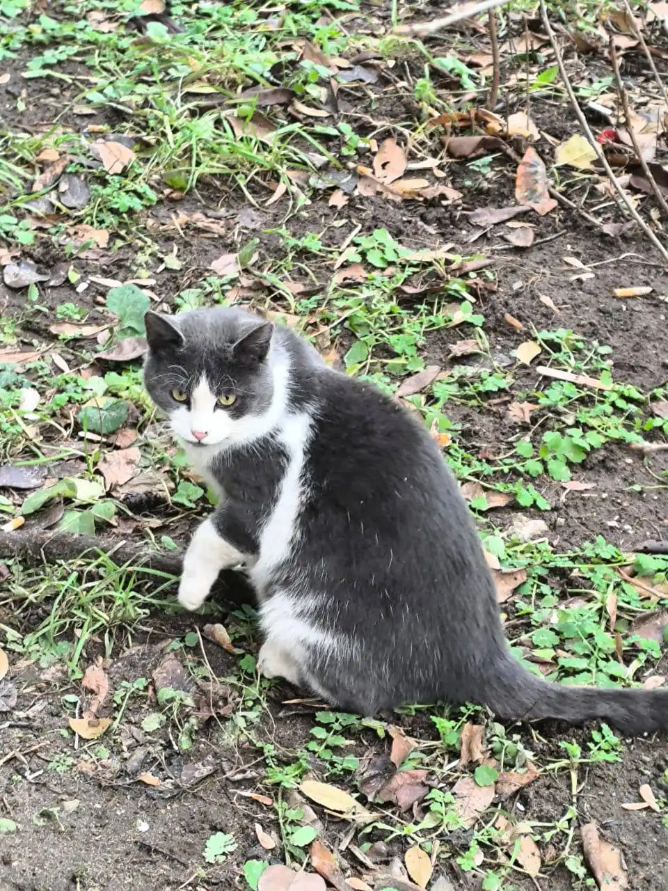 Котик ищет дом