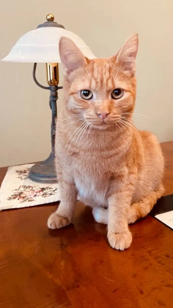 Кот Терри ищет дом