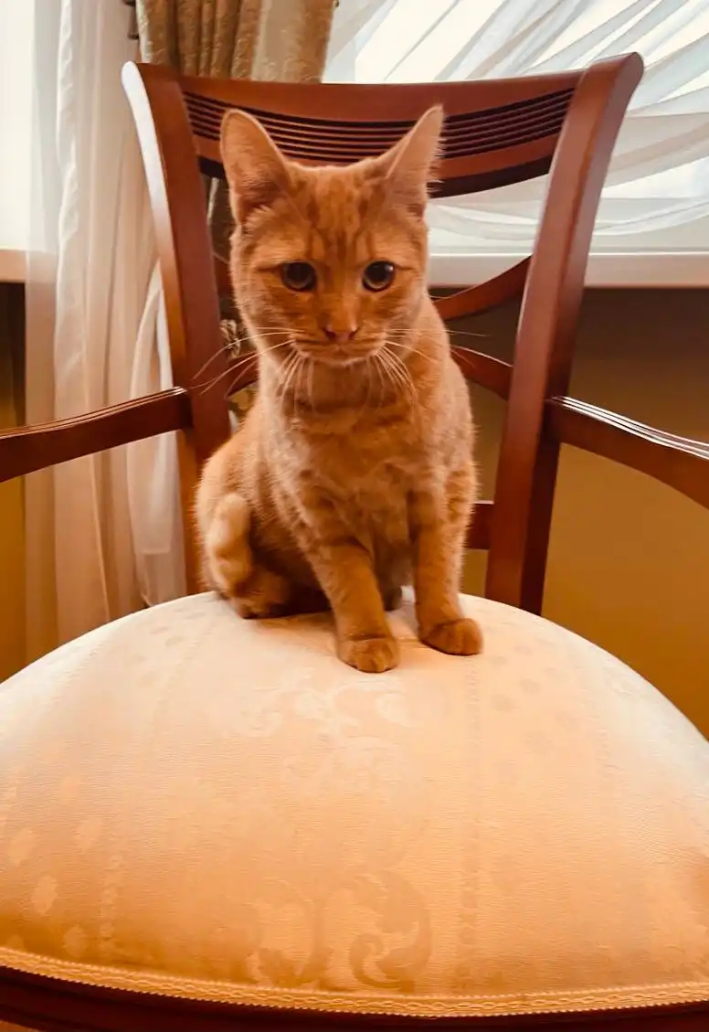 Котик Терри ищет дом