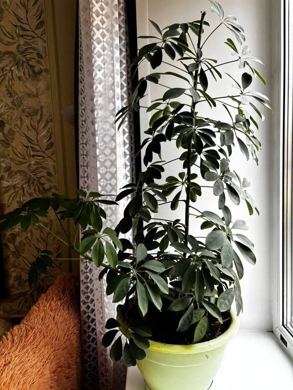 Цветок шефлера в Балашихе