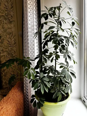 Цветок шефлера в Балашихе - Растения в Балашиха