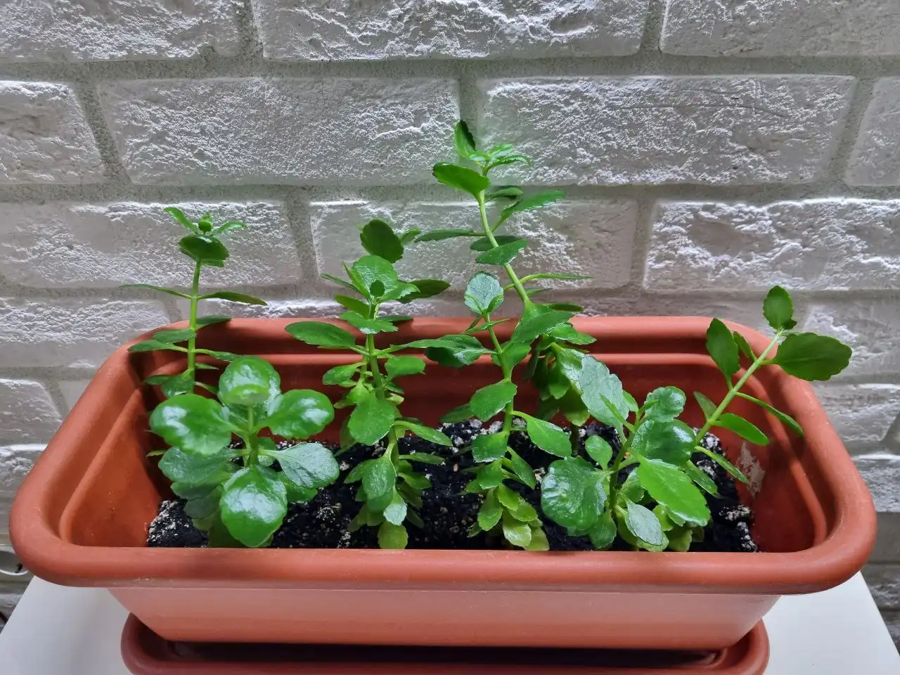 Продажа ростков каланхоэ с красными цветами