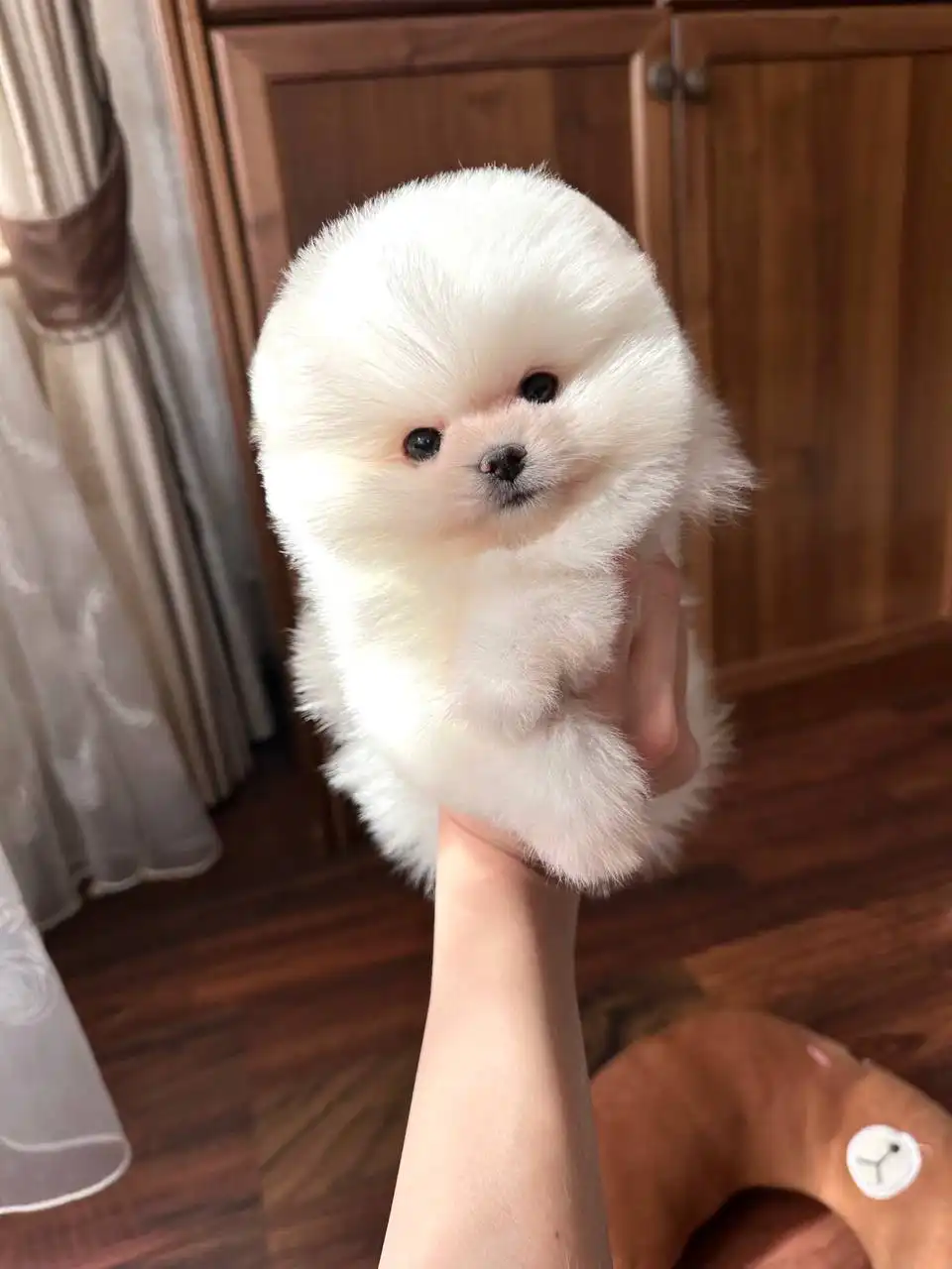 Щенок померанского шпица