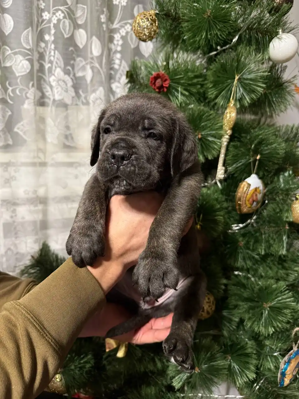 Щенки Кане Корсо к продаже