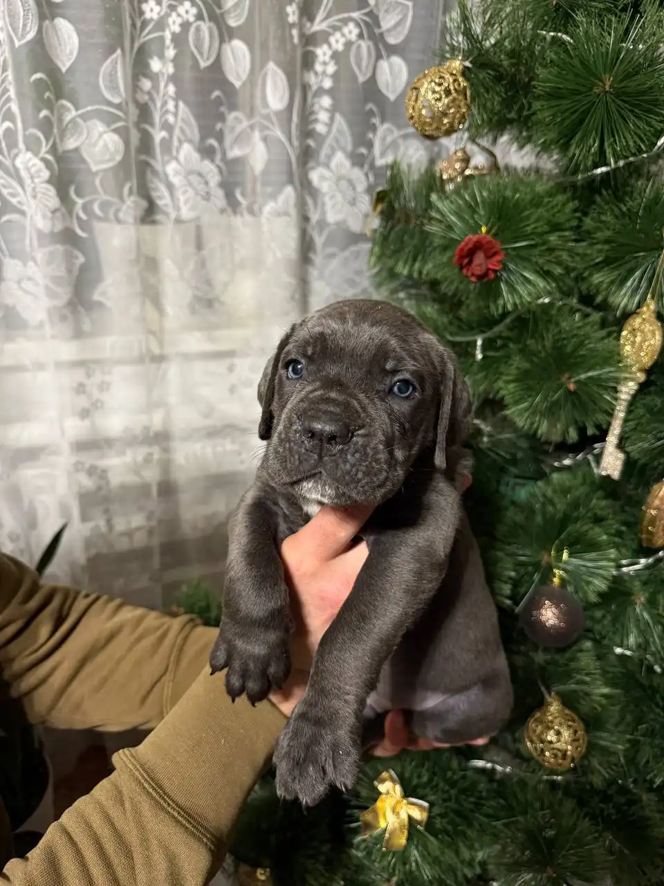 Щенки Кане Корсо к продаже