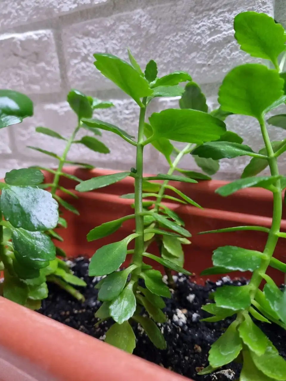 Отдам ростки каланхоэ - Растения (Хобби и отдых) в Москва