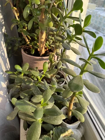 Денежные деревья разных размеров - Мех, шкуры в Москва