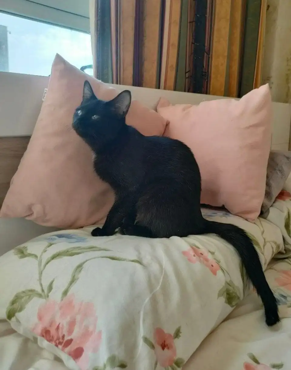 Кошка Лайла ищет дом - Кошки (Животные) в Москва