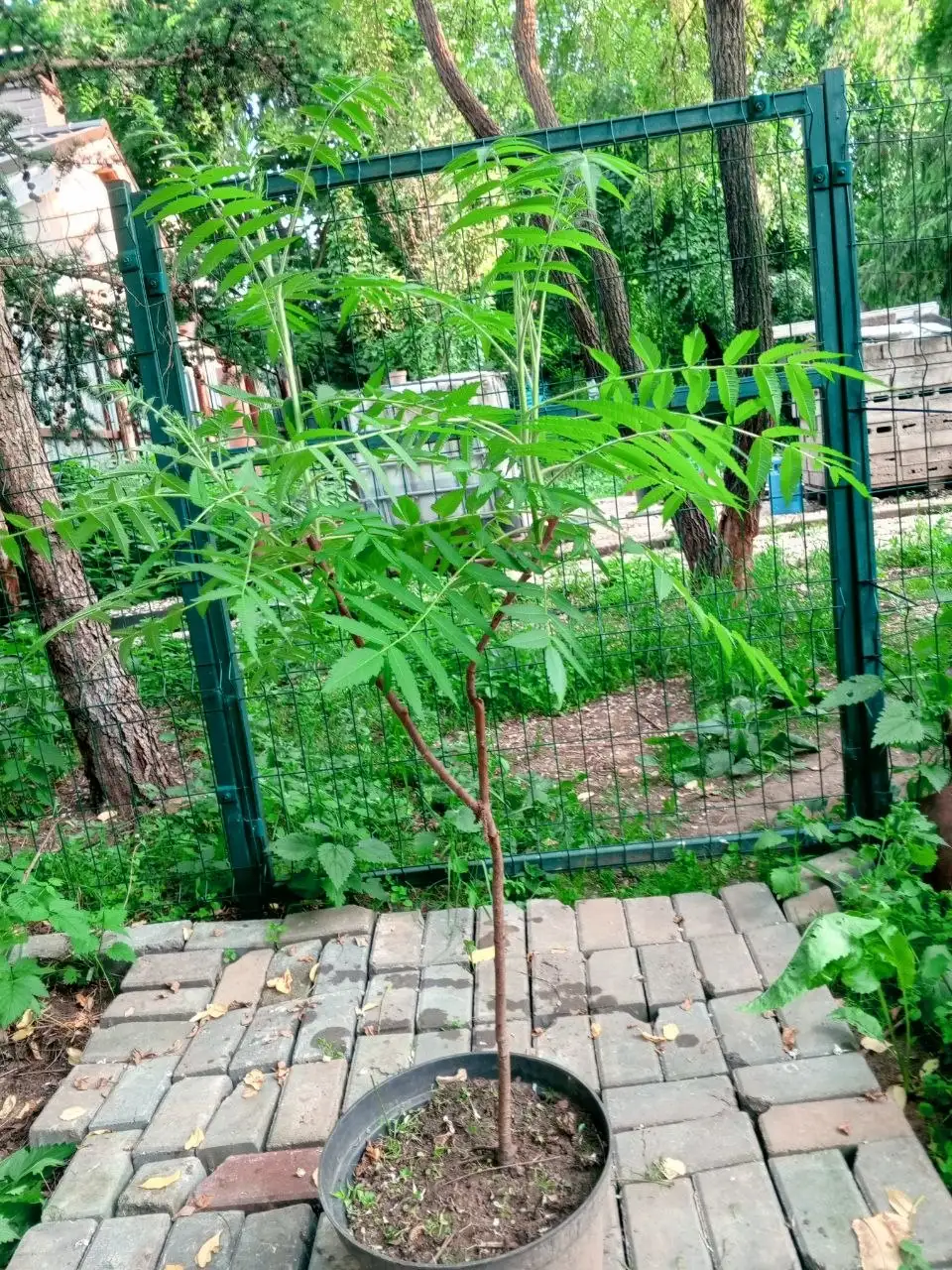 Продается саженец Сумах оленерогий - Растения (Для дома и дачи) в Видное