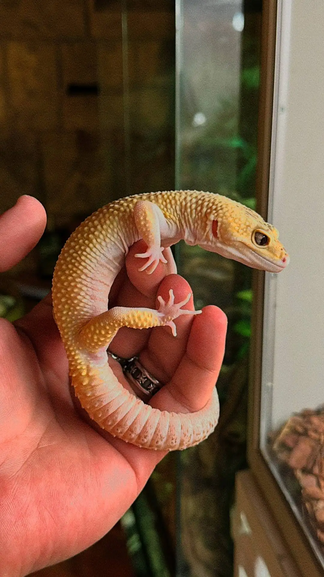 Продаются рептилии - Барахолка в Москва
