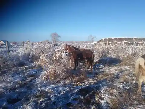 Продажа жеребят - Животные в Тюмень