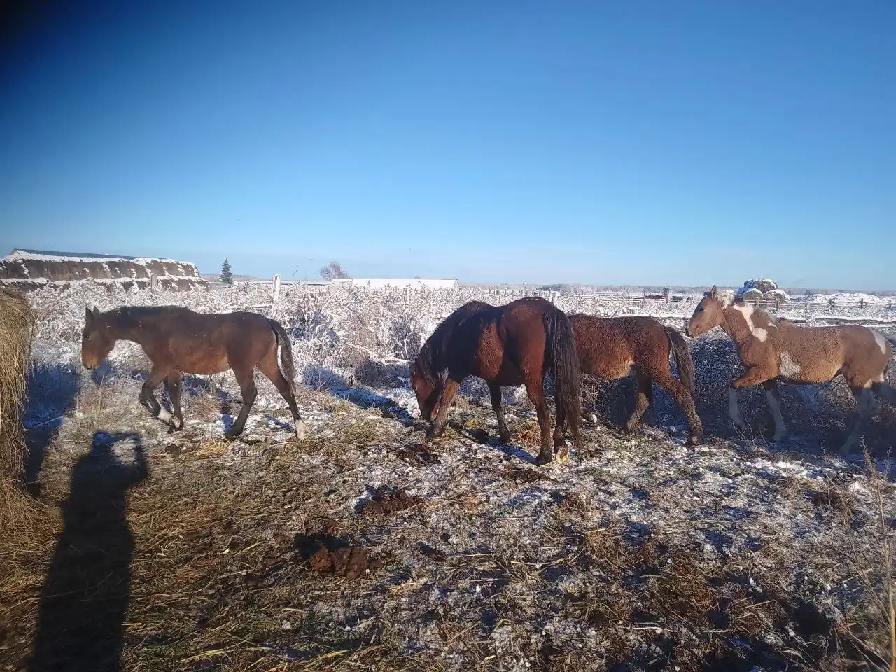 Продажа жеребят
