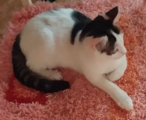 Котёнок для ответственной семьи - Животные в Тюмень