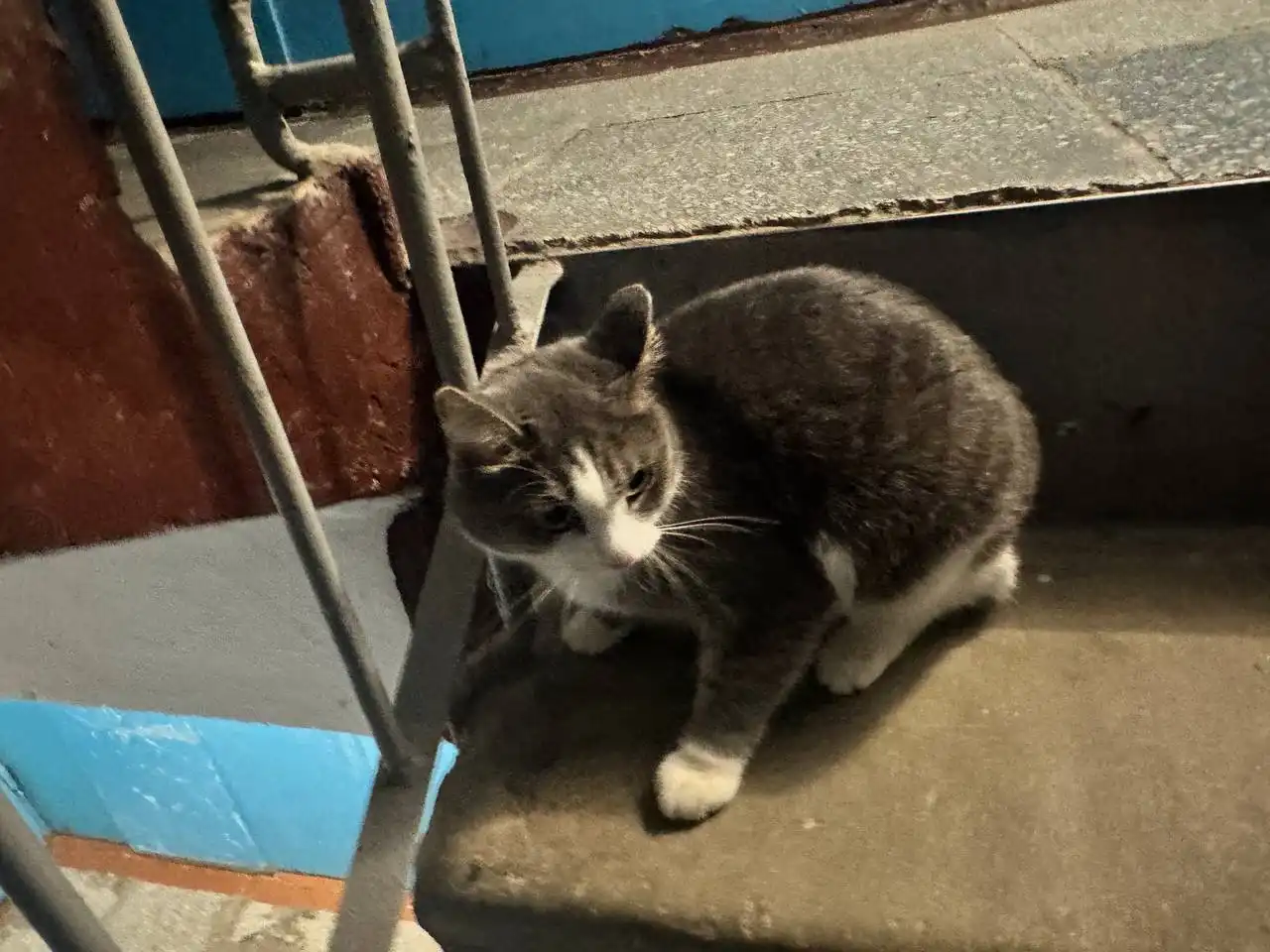 Кот ищет дом