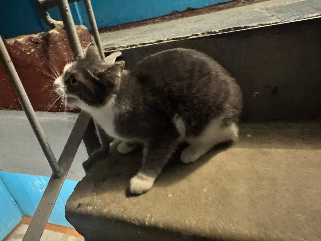 Кот ищет дом