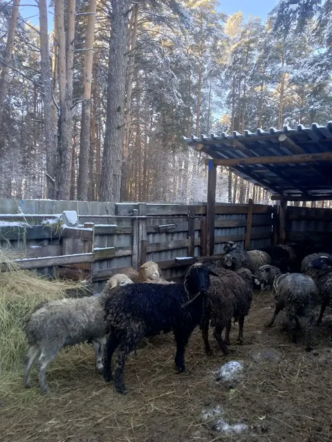 Продажа овец живым весом или мясом - Животные в Тюмень