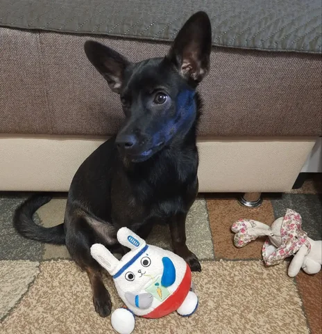 Маленькая чёрная девочка-собака ищет дом - Животные в Тюмень