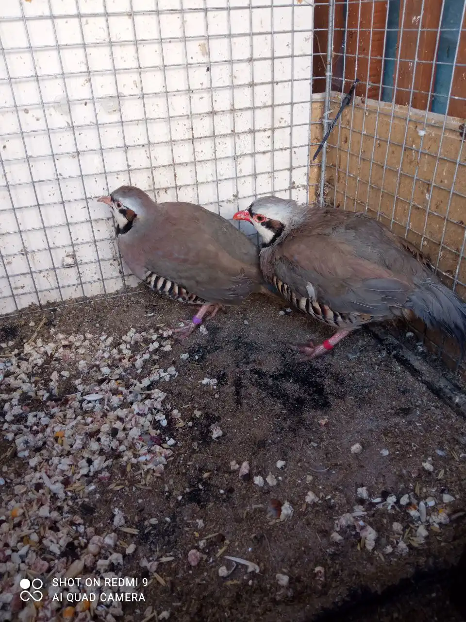 Продам пару кекликов