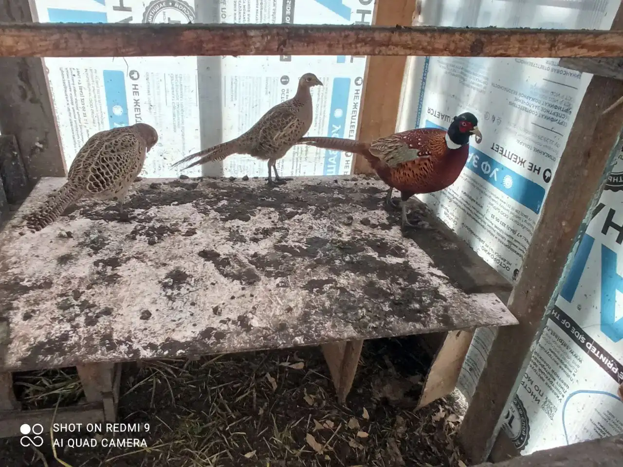 Продажа фазанов разных возрастов