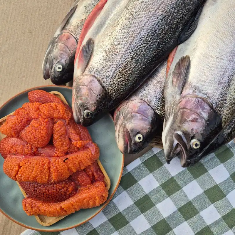 Форель охлаждённая рефтинская неразделанная с икорностью 70%