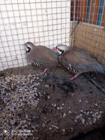 Продажа пары кекликов - Животные в Тюмень