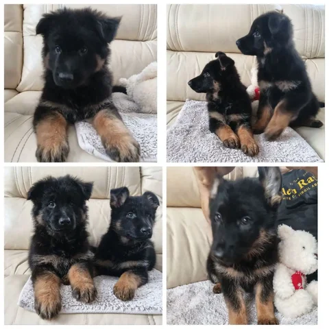 Продажа щенков немецкой овчарки - частное объявление в Тюмень