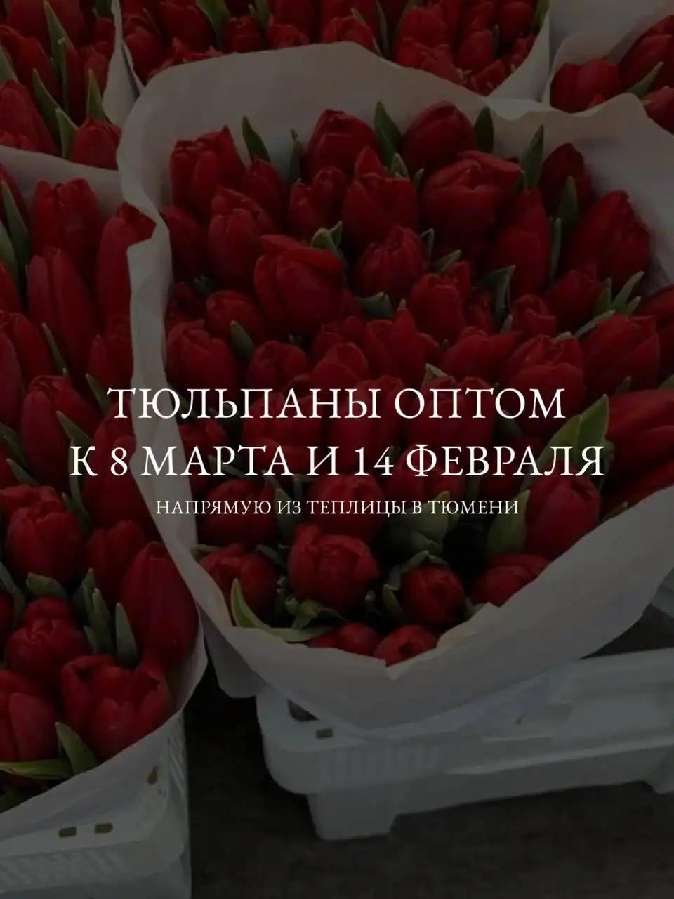 Тюльпаны к праздникам 14 февраля и 8 марта