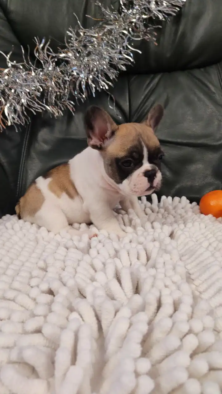 Щенки французского бульдога