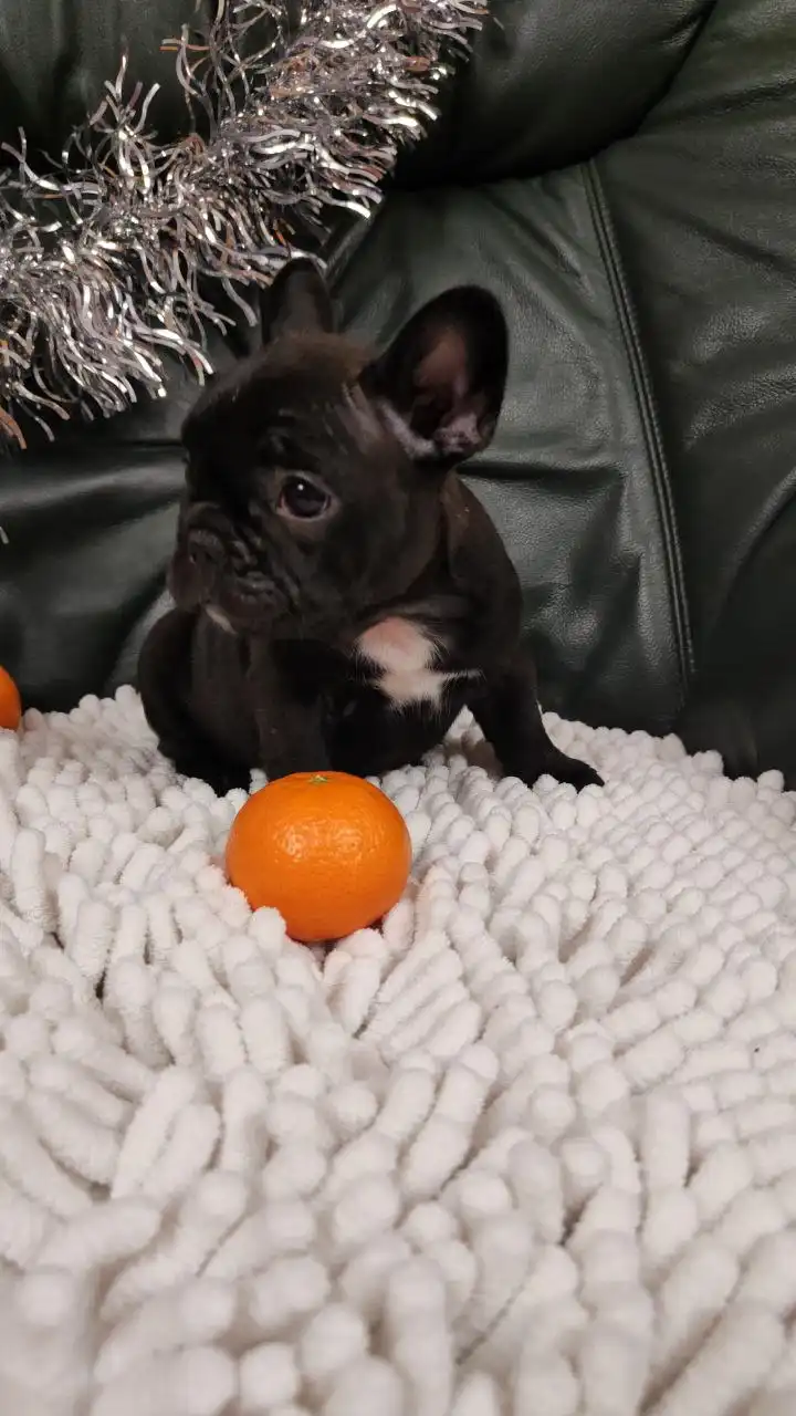 Щенки французского бульдога