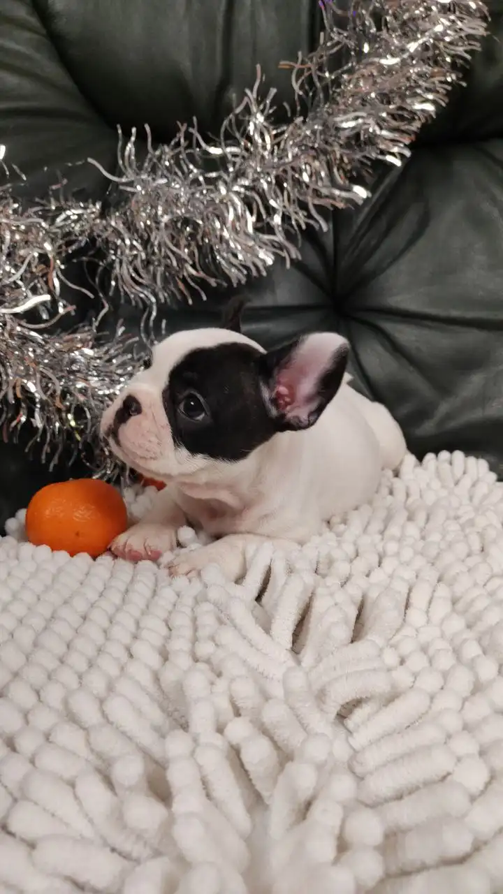 Щенки французского бульдога