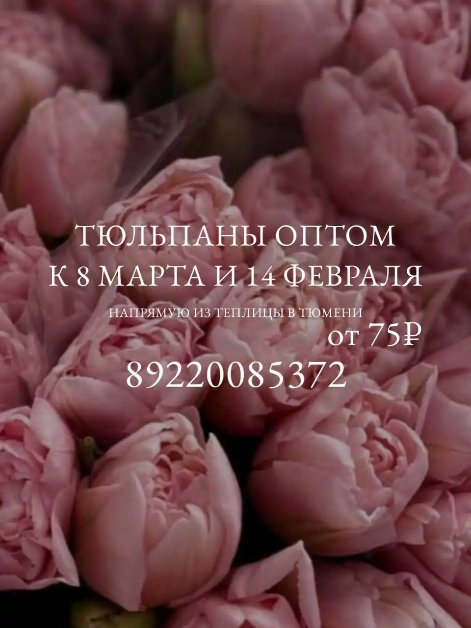 Тюльпаны из теплицы в Тюмени