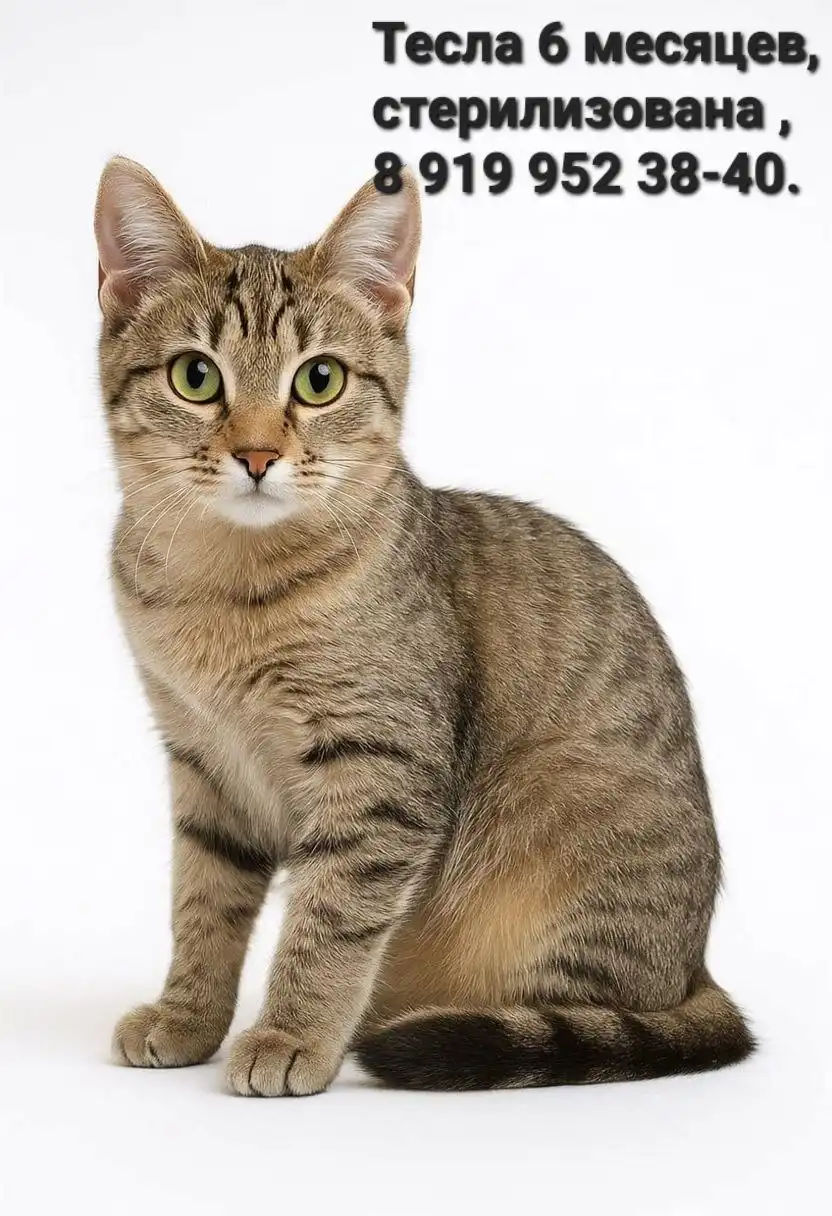 Поиск счастливых которадителей