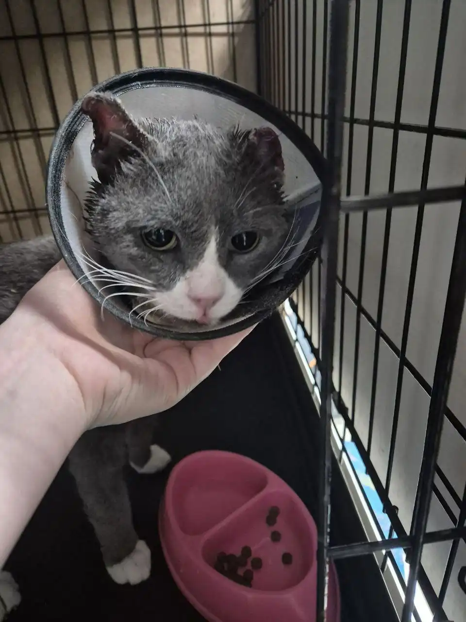 Кот ОМИЧ ищет домашнюю передержку - Кошки (Животные) в Тюмень