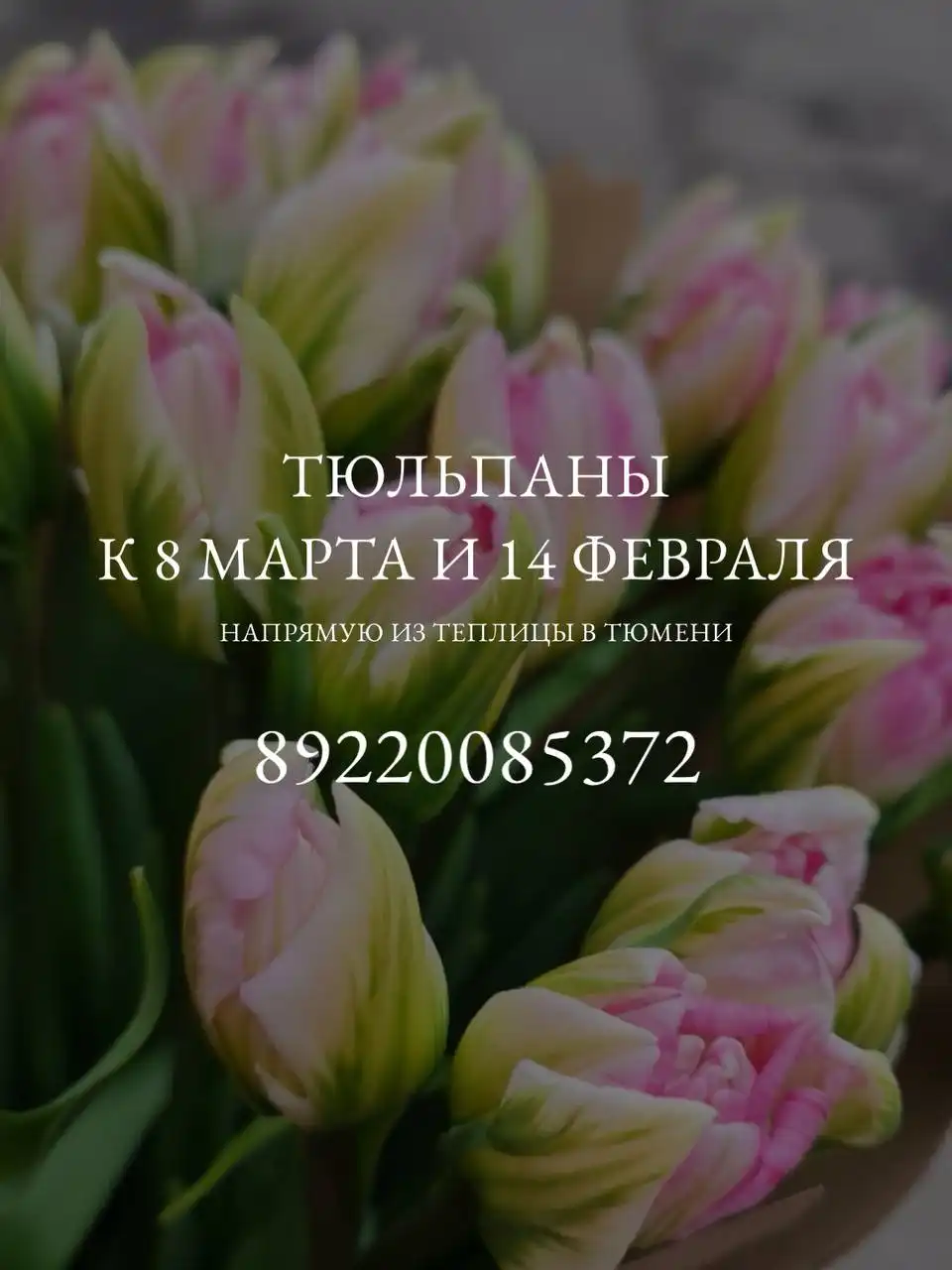 Тюльпаны из теплицы в Тюмени - Цветы (Хобби и отдых) в Тюмень