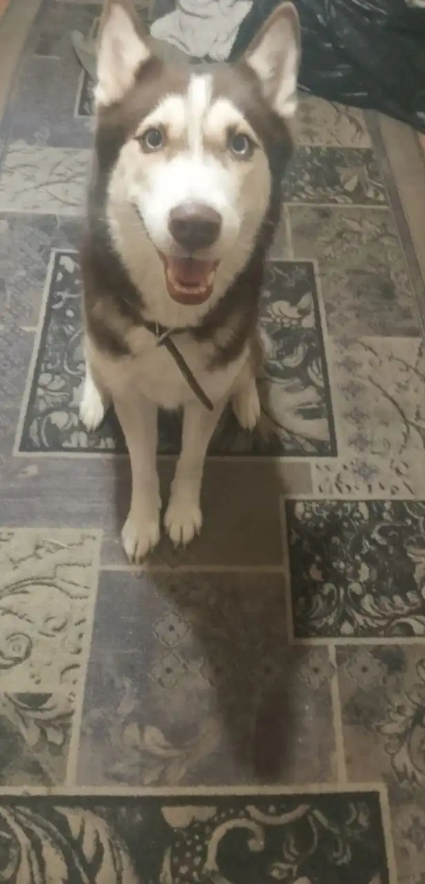 Отдам в добрые руки собаку - Собаки (Животные) в Тюмень