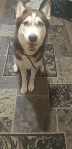 Отдам в добрые руки собаку - Товары для животных в Тюмень