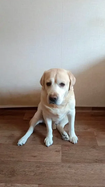 Лабрадор Бари 5 лет в добрые руки - частное объявление в Тюмень