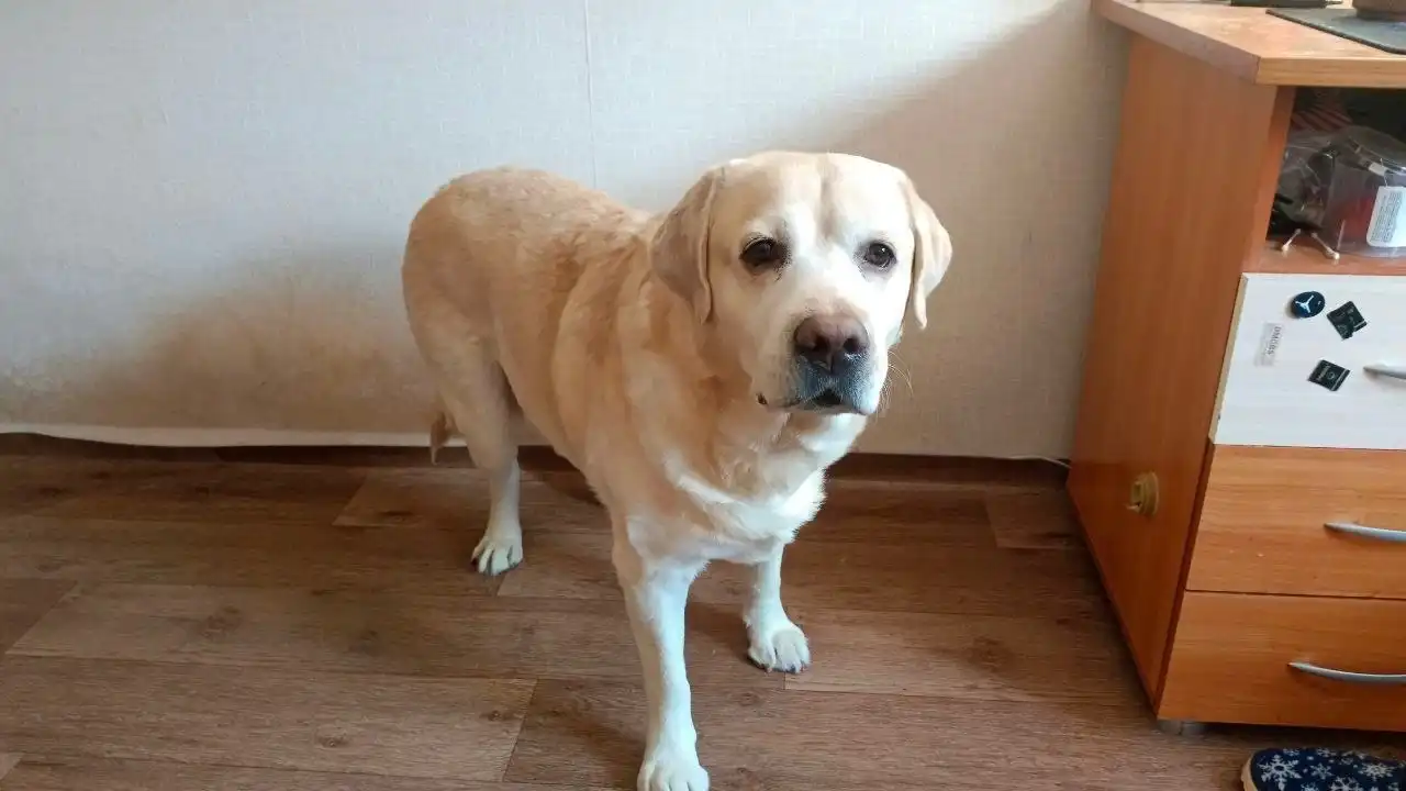 Лабрадор Бари 5 лет в добрые руки - Собаки (Животные) в Тюмень