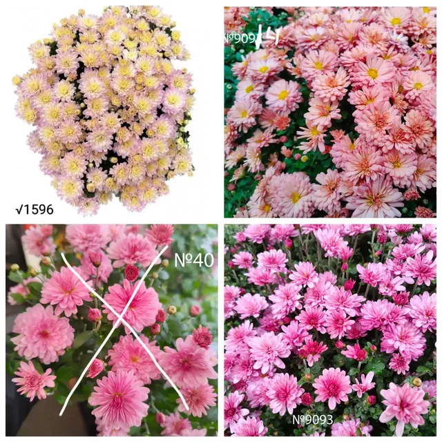 Хризантема мультифлора - частное объявление в Ишим